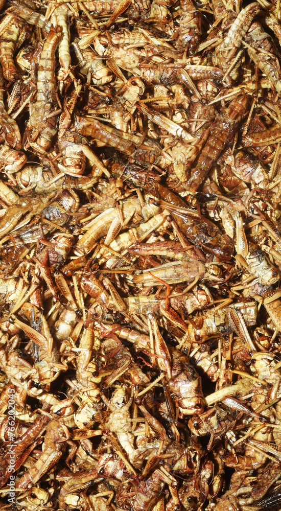 Grasshoppers tasty snack food. Deep fried bugs insects meal. Rare meals concept Grasshoppers tasty snack food. Deep fried bugs insects meal. Rare meals concept