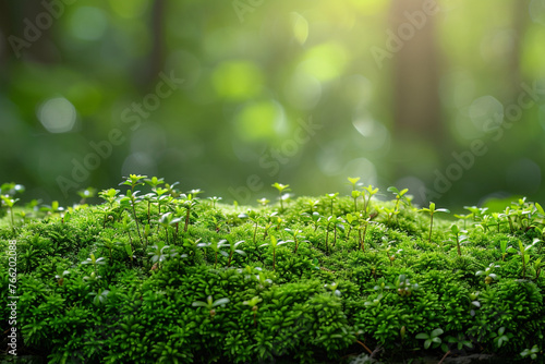 Closeup on moss in forest