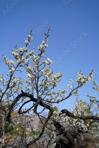 日本の神奈川県横浜市の大倉山公園梅林の梅