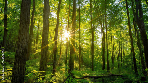 Sun-Kissed Forest: Nature's Radiance. Generative AI © Sascha