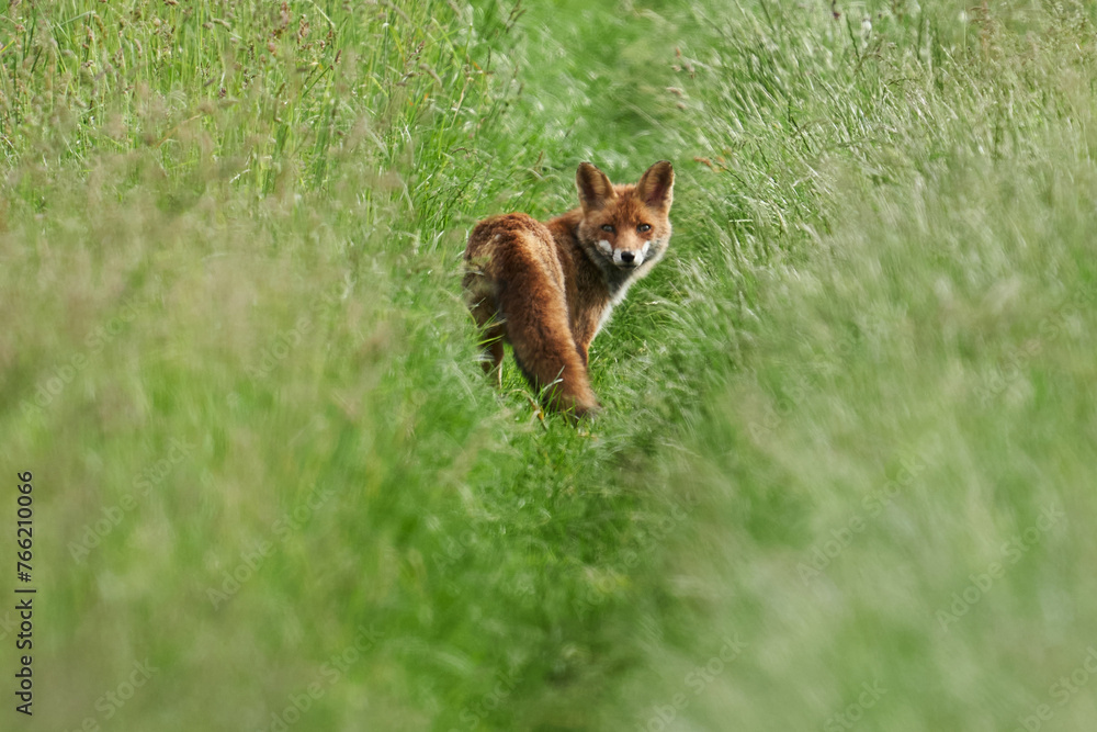 Rotfuchs auf der Jagd durch die Frühlingswiese Rotfuchs auf der Jagd durch die Frühlingswiese