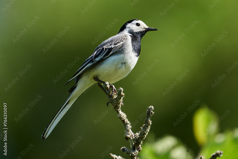 Obraz premium Bachstelze von der Seite im Sonnenlicht sitzt auf einem Zweig