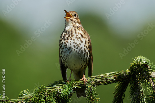 Singdrossel in Nahaufnahme auf einem Zweig
