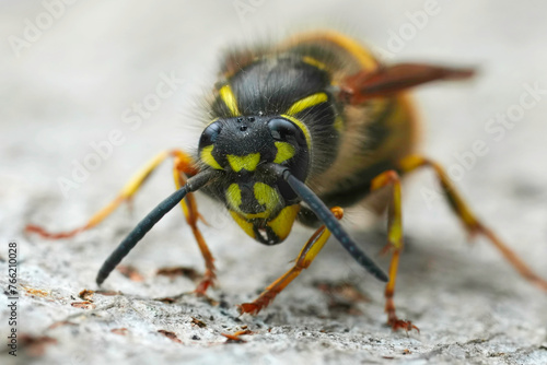 Closeup on a queen Common European yellow-jacket paper wasp , Vespula vulgaris sitting on wood