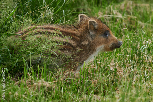 Wildschwein Frischling in der Frühlingswiese