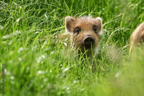 Wildschwein Frischling in der Frühlingswiese