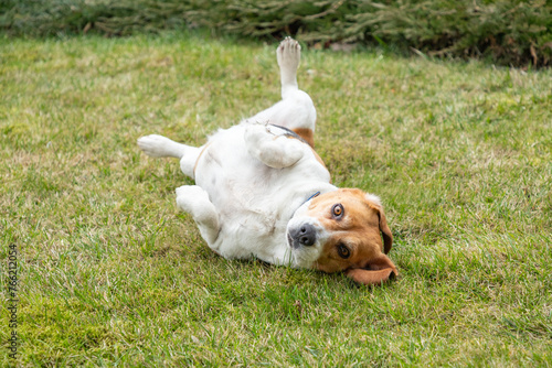 Cute, funny and happy dog lying on back at green grass lawn, upside down. Dog rolling in a field of grass with green bushes in background.