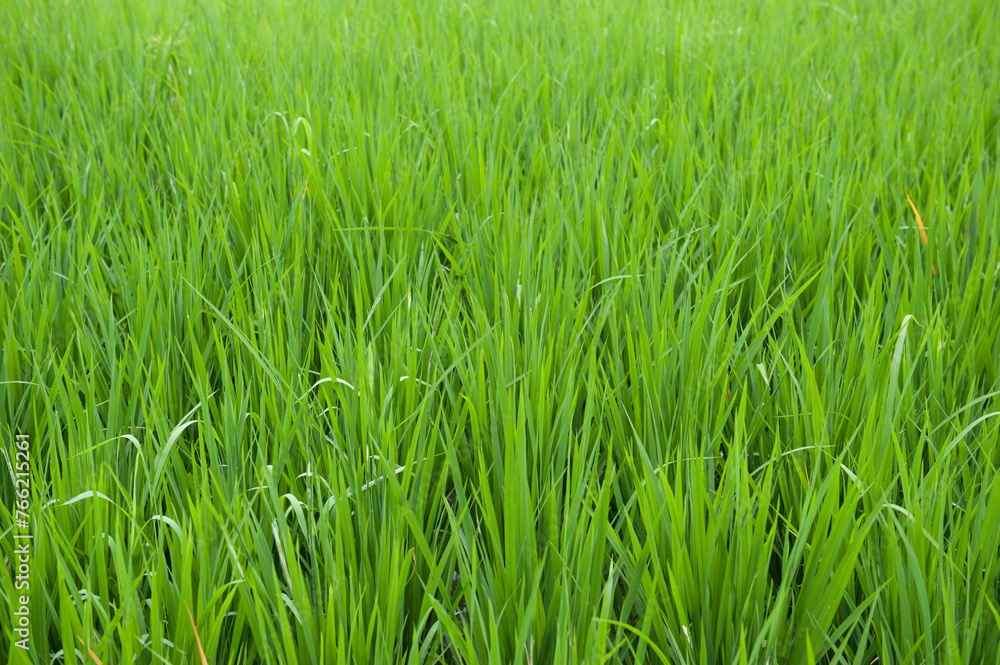 Ubud Bali Indonesia Rice / Paddy fields in the countryside close to Ubud. Ubud Bali Indonesia Rice / Paddy fields in the countryside close to Ubud.
