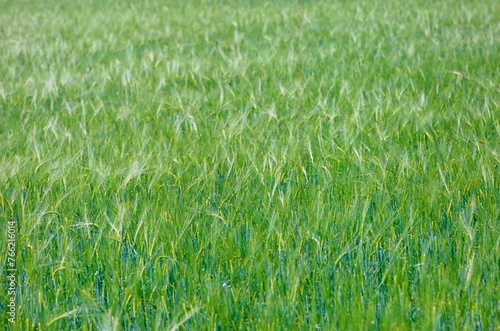 Bergamo Italy Wheat field.