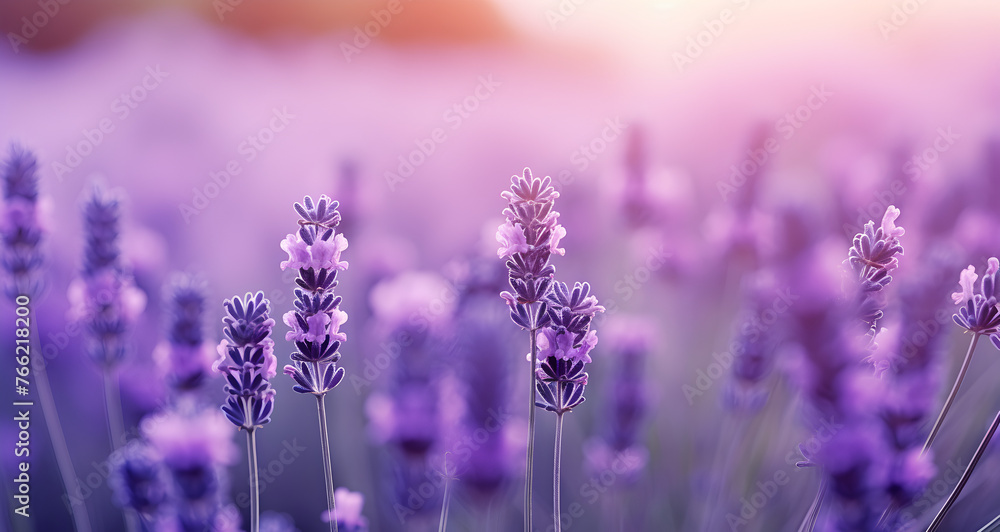 A stunning field of purple lavender flowers with a beautiful sunset in the background, creating a tranquil and serene scene, Lavandula essence oil wallpaper, background, banner A stunning field of purple lavender flowers with a beautiful sunset in the background, creating a tranquil and serene scene, Lavandula essence oil wallpaper, background, banner