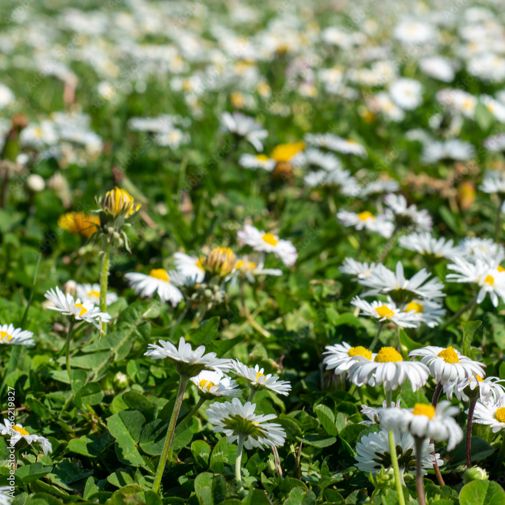 Spring background daisies in a field. Creative flower concept. Spring background daisies in a field. Creative flower concept.