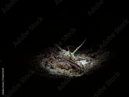 Bobbit Bobbit Worm at night (Eunice aphroditois)II photo