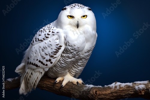 a white owl sitting on a branch photo