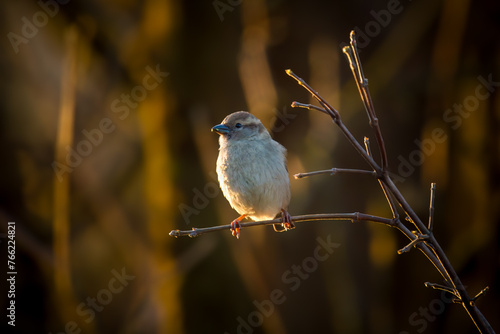 a sparrow perched on a twig in the sunrise at a spring morning