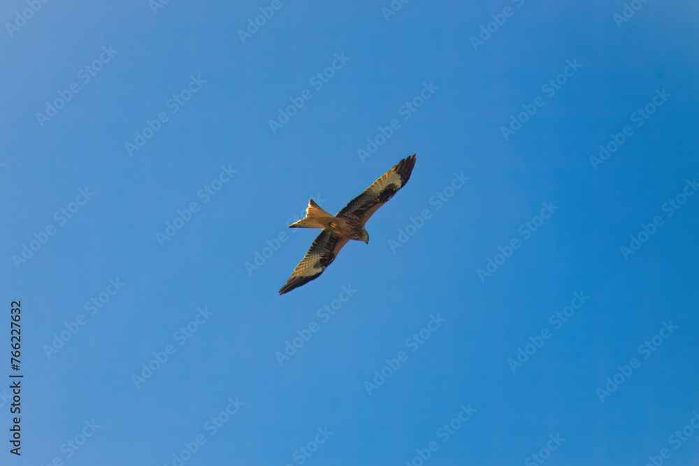 flying red kite, milvus milvus, on the blue sky at a sunny spring day is looking for food flying red kite, milvus milvus, on the blue sky at a sunny spring day is looking for food