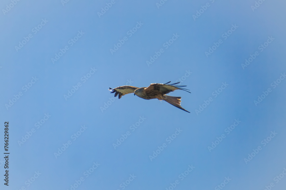 flying red kite, milvus milvus, on the blue sky at a sunny spring day is looking for food flying red kite, milvus milvus, on the blue sky at a sunny spring day is looking for food
