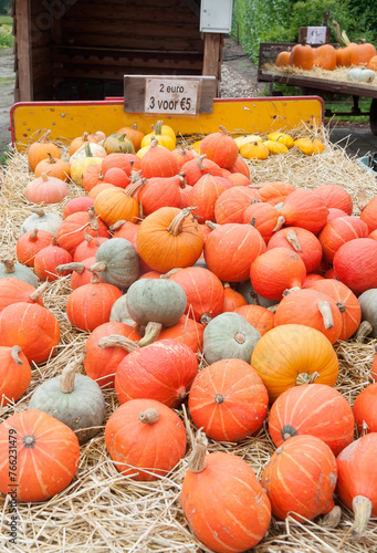 Beilen The Netherlands Pumpkins for sale on the side of the road. photo