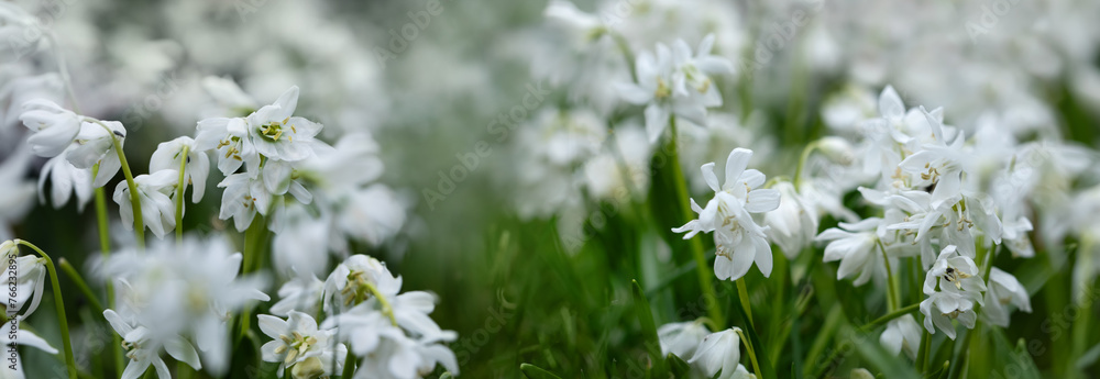 biała wiosenna rabata z białą cebulica syberyjska (Scilla siberica) - obrazy, fototapety, plakaty 