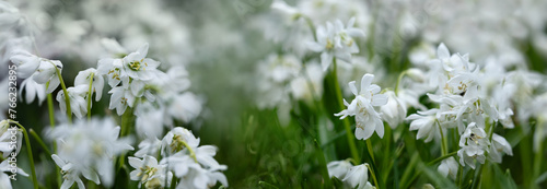 Fototapeta Naklejka Na Ścianę i Meble -  biała wiosenna rabata z białą cebulica syberyjska (Scilla siberica)