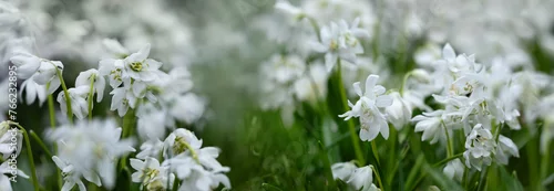 Panel kuchenny z motywem biała wiosenna rabata z białą cebulica syberyjska (Scilla siberica)