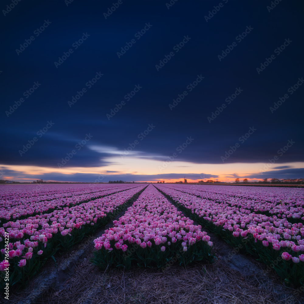 Obraz premium Netherlands. A field of tulips during sunset. Rows on the field. Agriculture in the Holland. Landscape with flowers during sunset. Photo for wallpaper and background.
