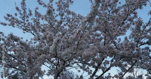 Prunus × yedoensis | Yoshino cherry or Somei-yoshino tree with branches out unevenly covered with clusters of pure white blossom under a blue sky in early-spring
 photo