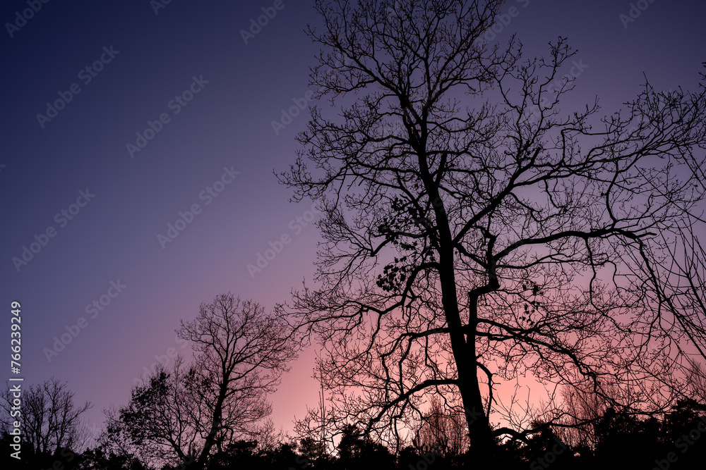silhouette d'un arbre silhouette d'un arbre