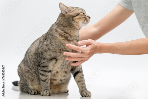 Observing signs of your pet's health, and care concept, Women Health checks abnormalities in the fat Lalit cat, Food control, Common Cat Health Problems, Vaccination appointment time, Veterinary care