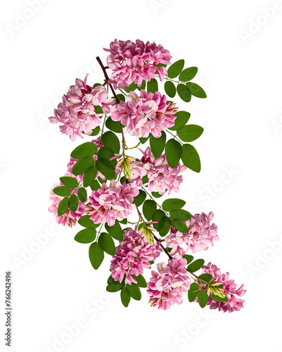 Floral arrangement. Branch with leaves and flowers of pink acacia isolated on white background. Element for creating designs, cards, patterns, floral arrangements, wedding cards and invitations.
