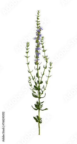 Wildflower Hyssopus officinalis isolated on white background. Element for creating designs, cards, patterns, floral arrangements, frames, wedding cards and invitations.