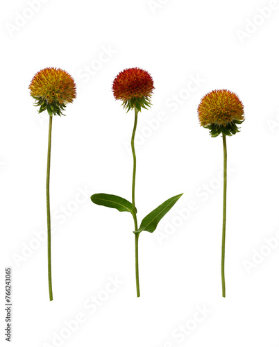 Botanical Collection. Set of Gaillardia flower without petals isolated on white background. Set for creating floral compositions, cards, wedding invitations, designs, collages, floral frames.