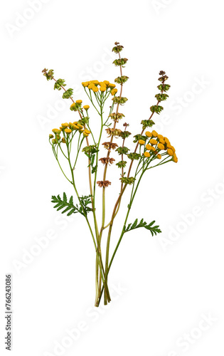 A bouquet of Common Tansy (Tanacetum vulgare) and basil flowers isolated on a white background. A bunch of wildflowers. Element for creating designs, cards, patterns, floral arrangements, invitations.