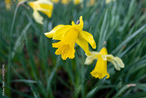 Delicate wild daffodils or lent lilies, also known as narcissus pseudonarcissus, growing naturally in the shady woodlands, close-up on the beautiful yellow flowers encircled by the narrow long leaves