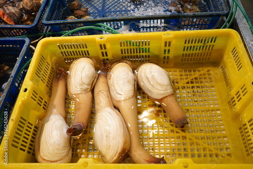 日本の神奈川県横浜市の魚の卸売市場の魚