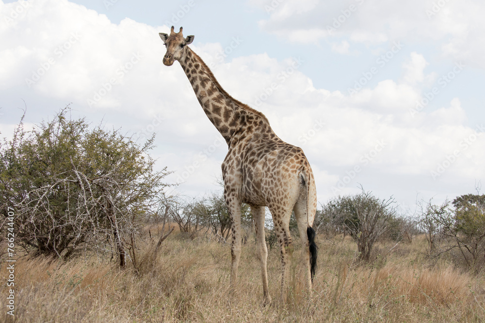 Fototapeta premium A photo of giraffe