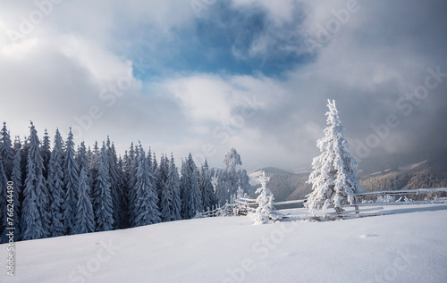 Snow-covered fir trees and a frosty day in a mountainous area. Carpathian mountains, Ukraine.