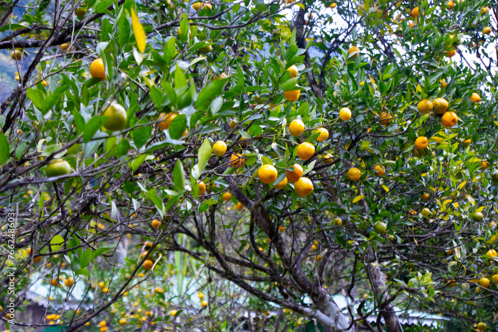 Orange tree with fruits Orange tree with fruits