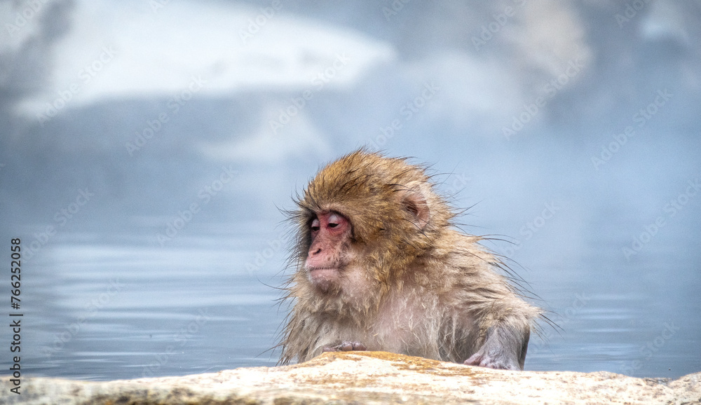 Fototapeta premium Macacos