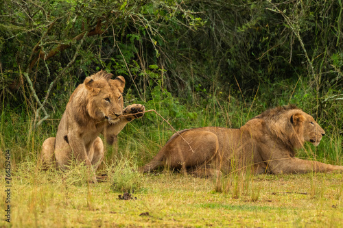 Spielende Löwen im Akagera Nationalpark in Ruanda, Afrika