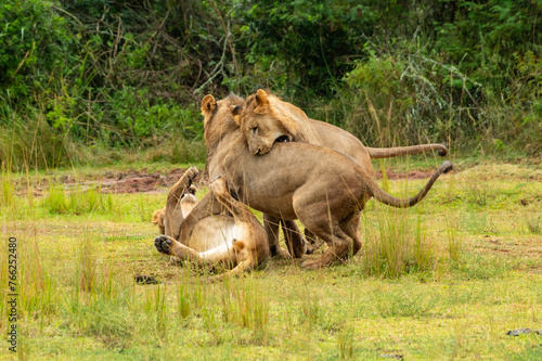 Spielende Löwen Familie im Akagera Nationalpark in Ruanda, Afrika