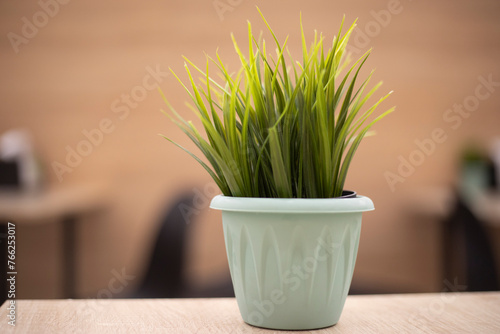 Grass in a pot. Plant in the room. Pot in the interior.