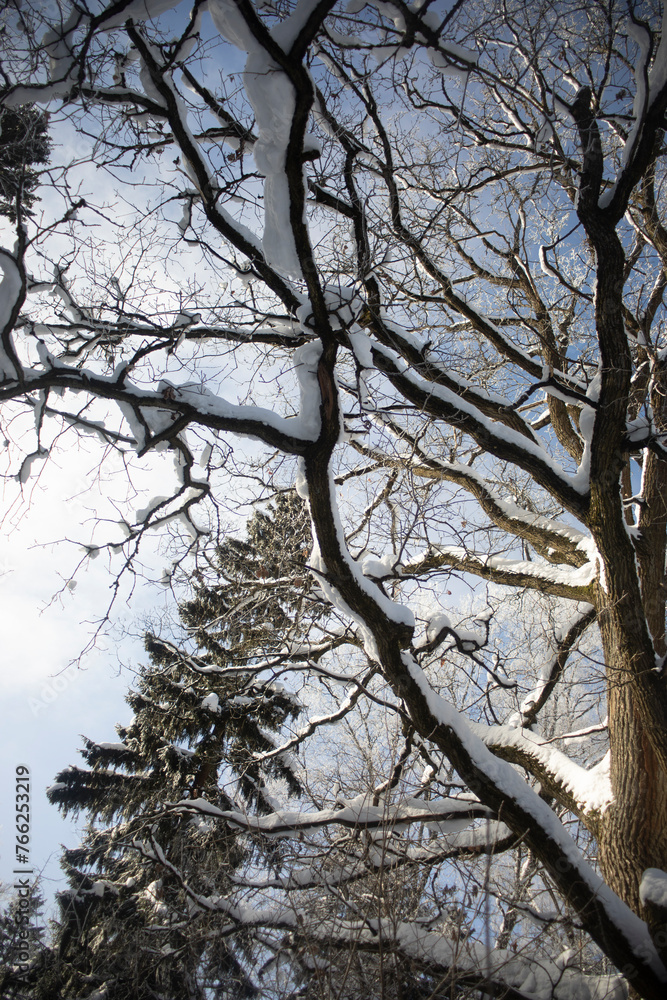 Snow on oak branches. Winter in the forest. Snowy forest. Snow on oak branches. Winter in the forest. Snowy forest.