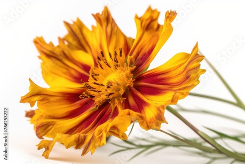 A yellow coreopsis flower (Coreopsis lanceolata) is isolated on a white background. Selective focus.
