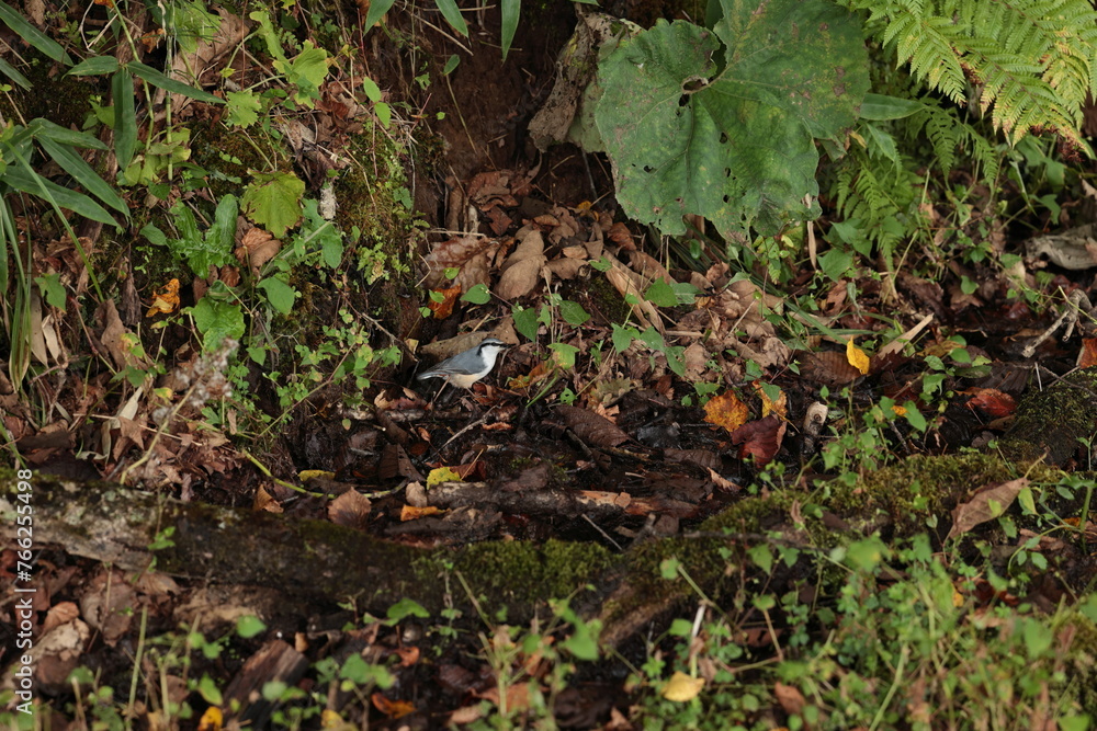 Obraz premium 釧路湿原の水辺で見かけた、何かを咥えるゴジュウカラ