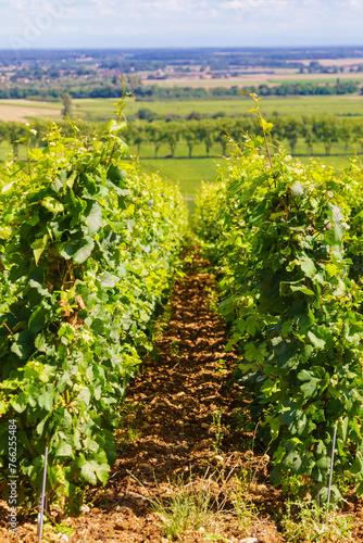 Green vineyards. Pommard wine region, France photo