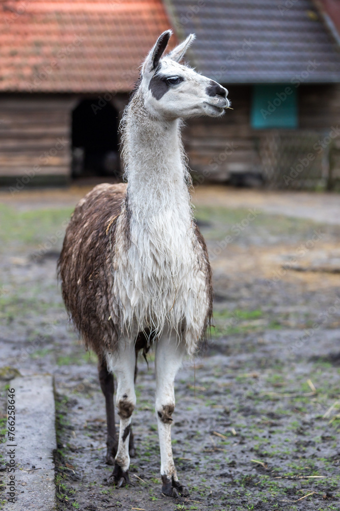 Fototapeta premium Alpaka von vorn im Wildpark