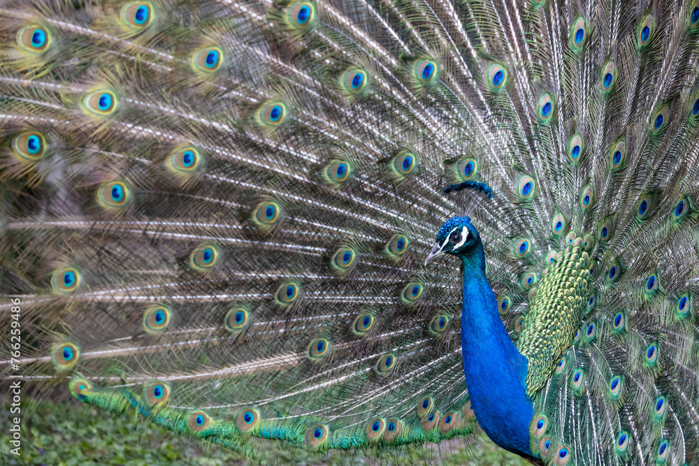 Obraz premium Closeup Image of a peacock dancing with its open feathers