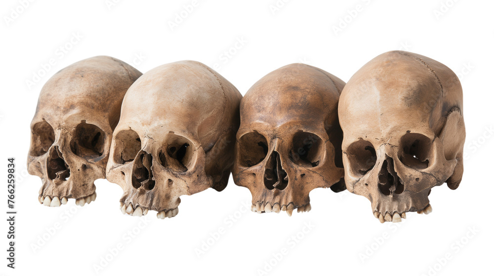 Obraz premium Skulls isolated with transparent background