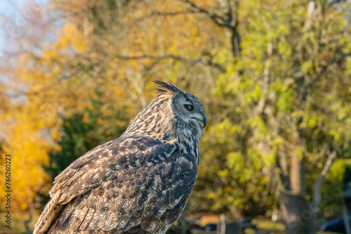 Large eagle owl posing for a high res pictures