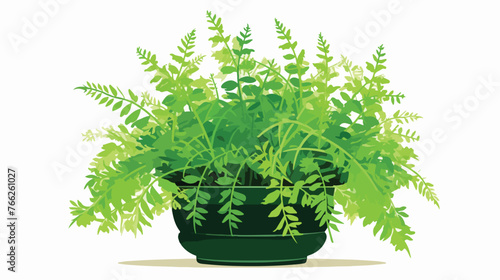 Asparagus Fern in Pot Flat vector isolated on white b